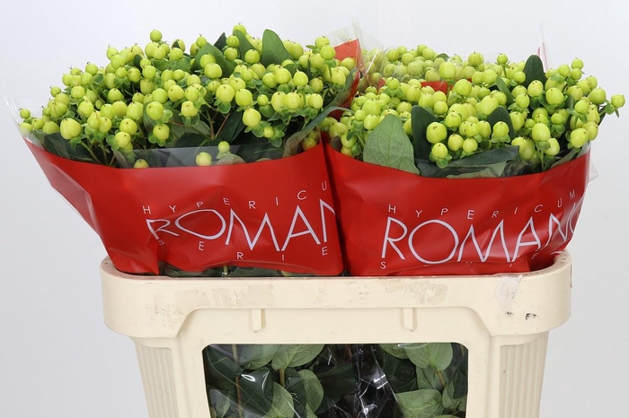 <h4>Hypericum Smiley Romance</h4>