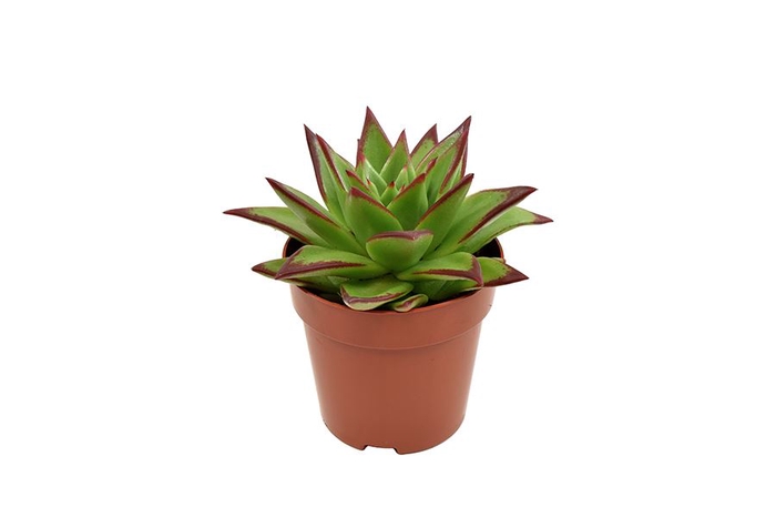 <h4>Echeveria agavoides 'Ebony'</h4>