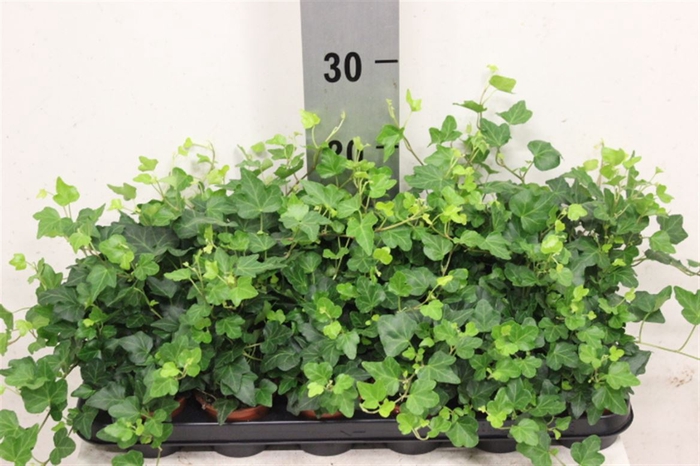<h4>Hedera Wonder</h4>
