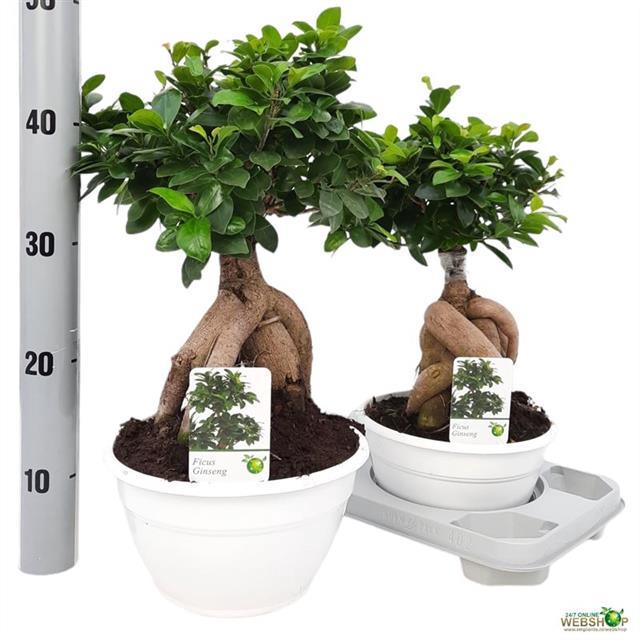 FIC MI GINSENG