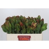 Leucadendron Laurel Yellow