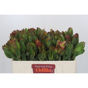 Leucadendron Laurel Yellow