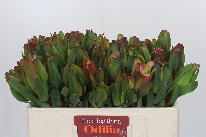<h4>Leucadendron Laurel Yellow</h4>