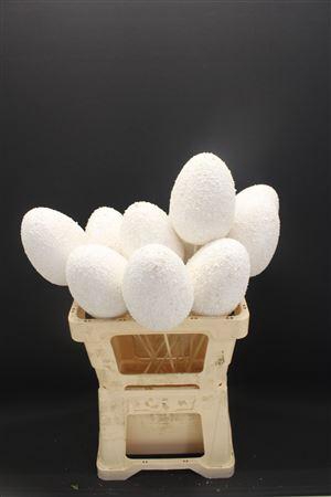 <h4>A Eieren Foam White 996</h4>