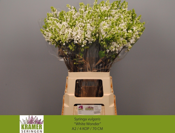 <h4>SYR VU WHITE WONDER</h4>