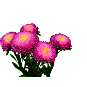 RAINHA MARGARIDA BONITA ROSE 060 CM