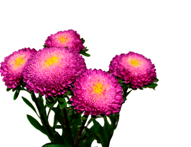 <h4>RAINHA MARGARIDA BONITA ROSE 060 CM</h4>