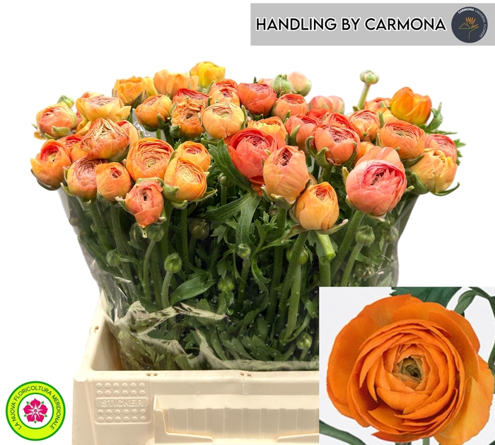 <h4>RAN EL ORANGE</h4>