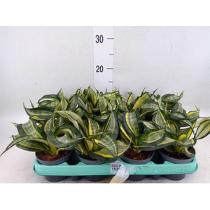 Sansevieria trifa. 'Hahnii'