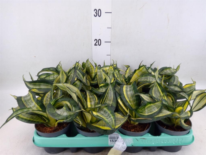 <h4>Sansevieria trifa. 'Hahnii'</h4>