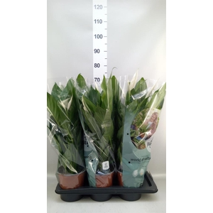 Spathiphyllum  'Bingo Cupido'