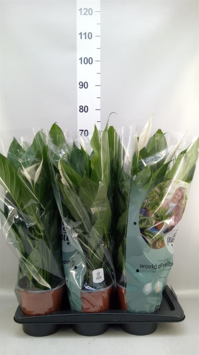 <h4>Spathiphyllum  'Bingo Cupido'</h4>