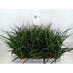 Sansevieria  'Fernwood'