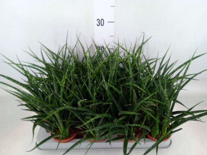 <h4>Sansevieria  'Fernwood'</h4>