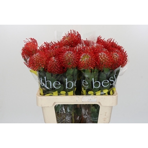 Nutans Ayoba Red