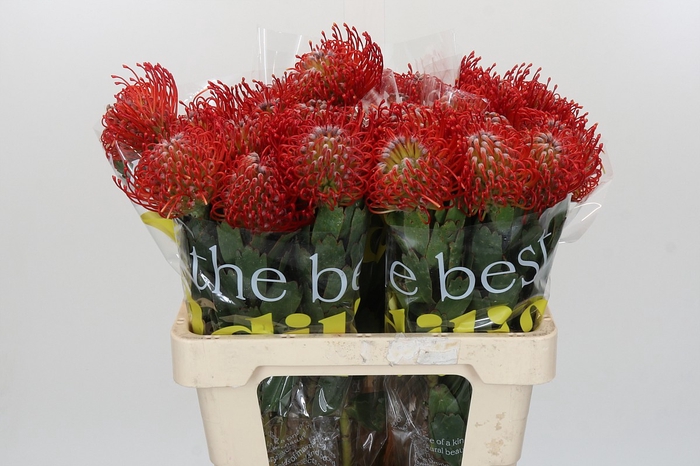 <h4>Nutans Ayoba Red</h4>