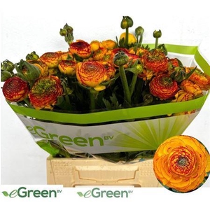 Ran Nl. Aazur Orange Str