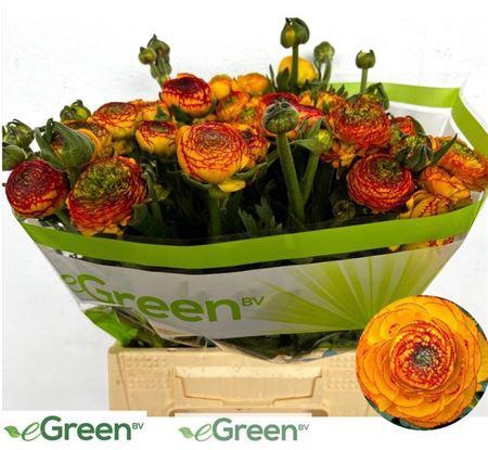 <h4>Ran Nl. Aazur Orange Str</h4>