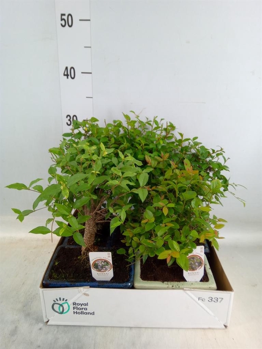 <h4>Bonsai   ...mix</h4>