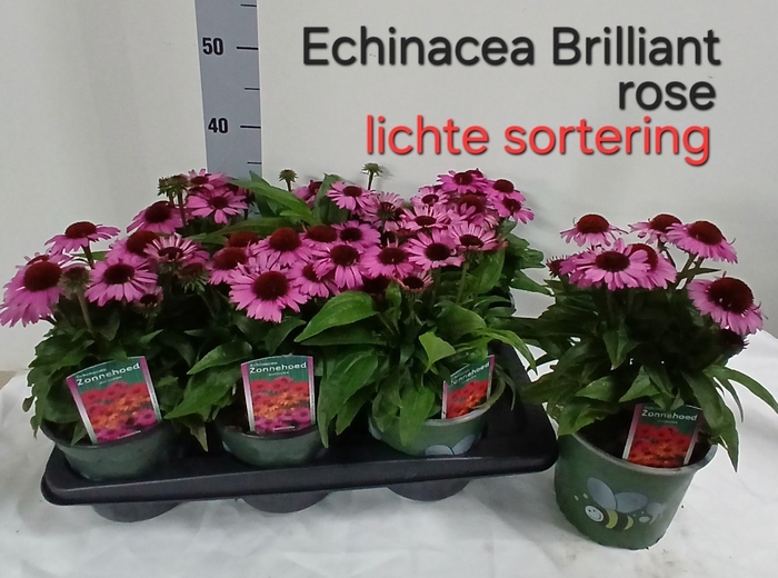 <h4>ECHINA SOM BAJA BURG</h4>