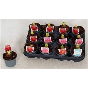 HIPPEAS KOLIBRI MIX 2 STEEL P9