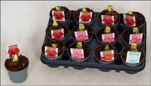 <h4>HIPPEAS KOLIBRI MIX 2 STEEL P9</h4>