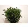 Ruscus Medium 200gr P Bunch