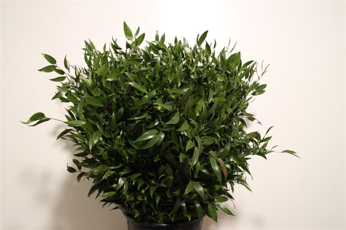 Ruscus Medium 200gr P Bunch