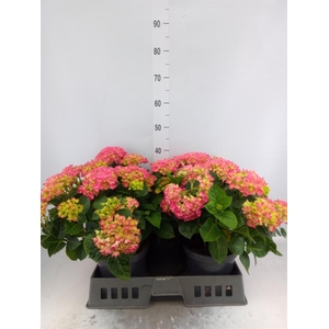 Hydrangea mac. 'Anda'