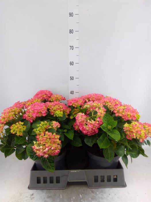 <h4>Hydrangea mac. 'Anda'</h4>