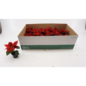 EUPHOR P CHR UNIVERS