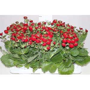 Calceolaria Red