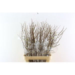 Chaenomeles X Superba 100cm