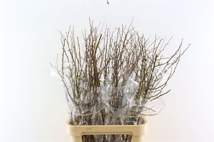 Chaenomeles X Superba 100cm