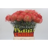 Nutans Ayoba Pink