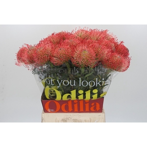 Nutans Ayoba Pink