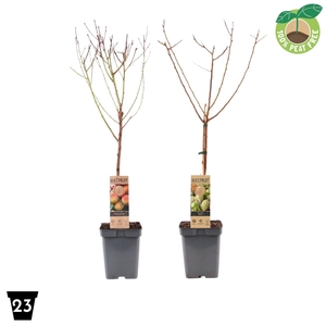 Prunus persica var. nucipersica