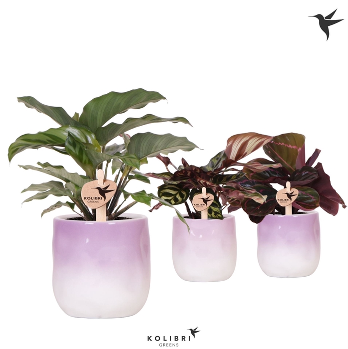 <h4>Calathea   ...mix</h4>