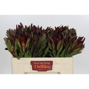 Leucadendron Saf Sunset Dark R.