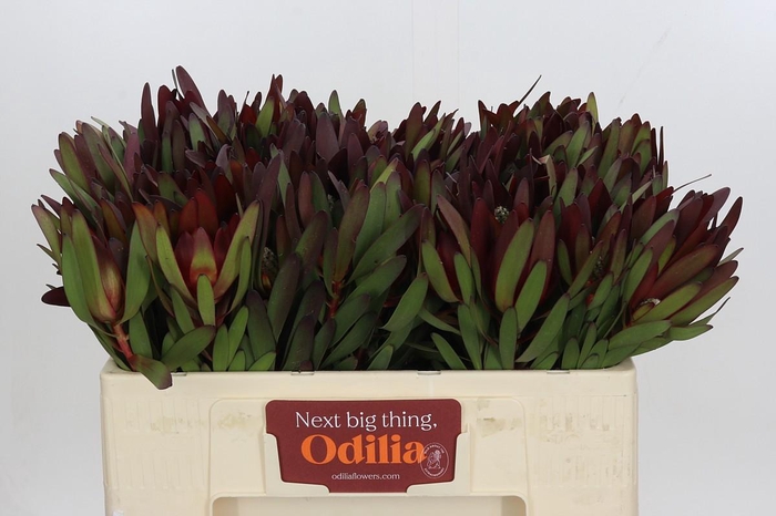 <h4>Leucadendron Saf Sunset Dark R.</h4>