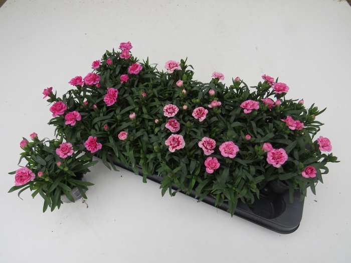 <h4>DIAN OSC GEM</h4>