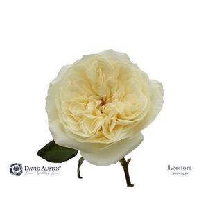 Rosa Gr Austin Leonora