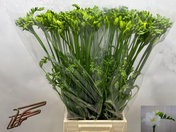 <h4>FR EN AMBIANCE</h4>