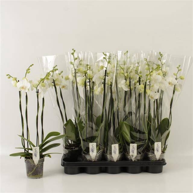 <h4>PHAL OV WIT</h4>