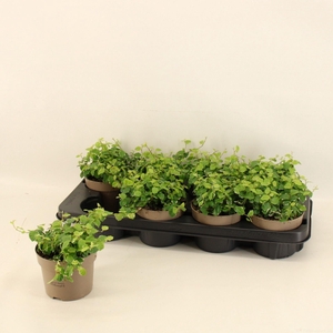 Ficus pumula white Sunny