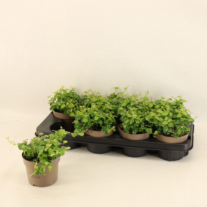 <h4>Ficus pumila White Sunny</h4>