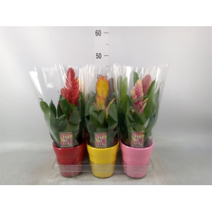 Vriesea   ...mix 6