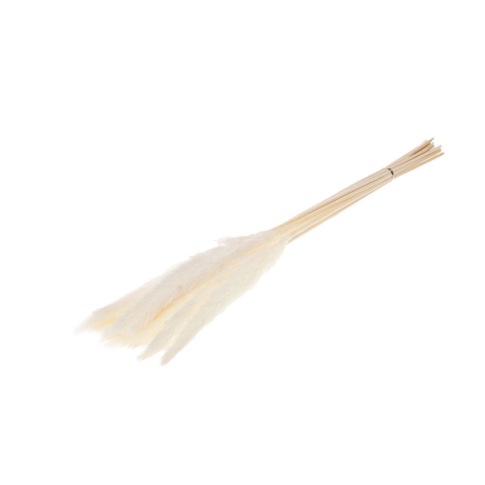 <h4>Reed bunch 20pc 70cm bleached white</h4>