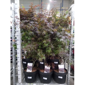 Acer palmatum 'Pixie'