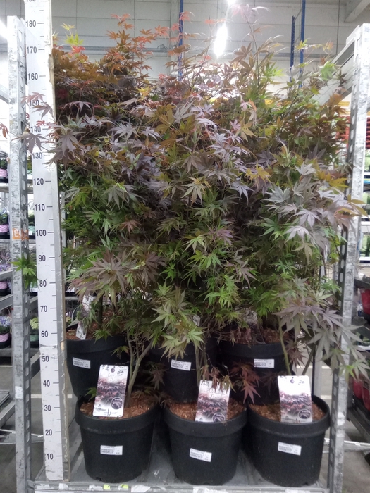 <h4>Acer palmatum 'Pixie'</h4>